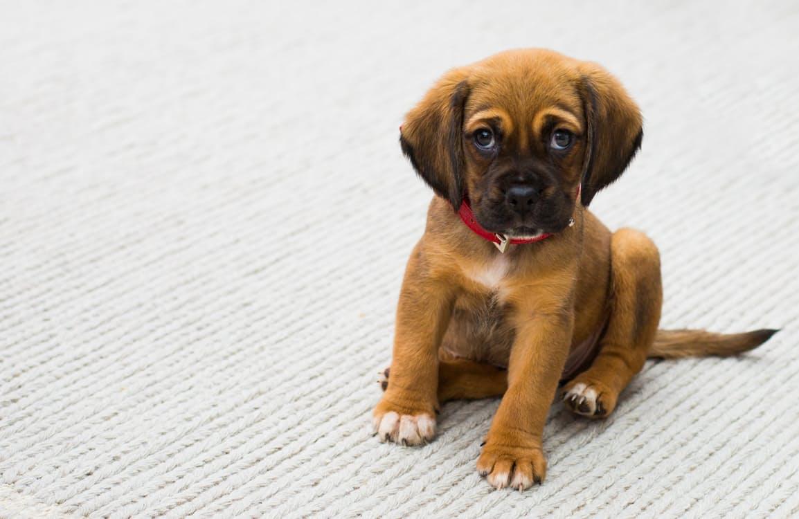 Puppy | Marketing Strategy Surrey | Thunderbolt Digital