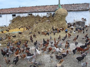 Chickens on a farm | Digital Agency | Thunderbolt Digital
